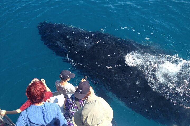 Noosa Ocean Adventures: Valskådning