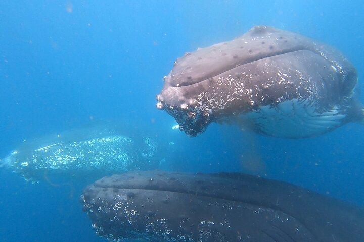 Noosa Ocean Adventures: Valskådning