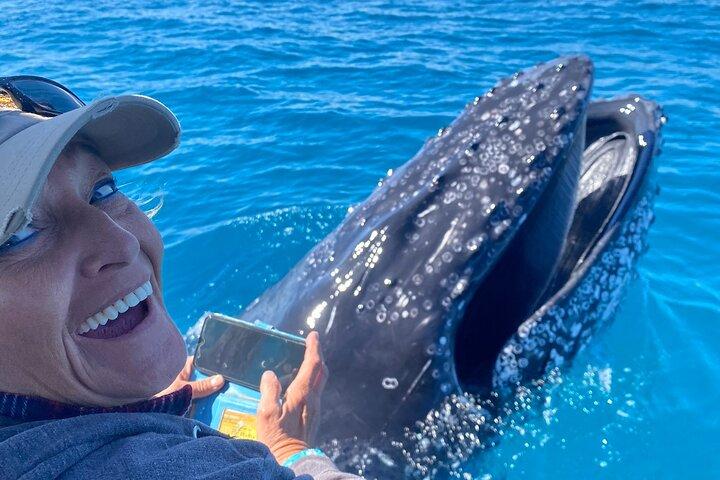 Noosa Ocean Adventures: Valskådning
