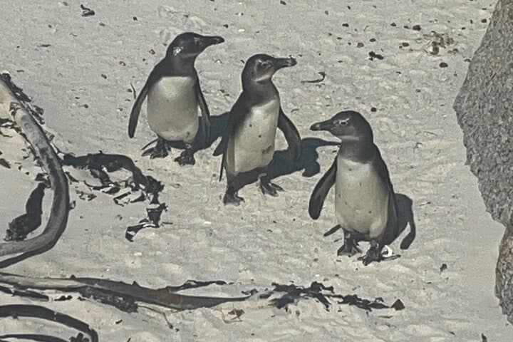 Private/Customised Cape Peninsula and Penguin Colony Tour