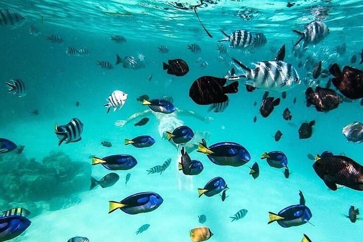 Safari Blue Private Full-Day Tour