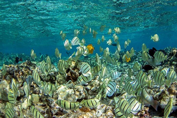 Privado Kealakekua Bay Capitão Cook snorkeling