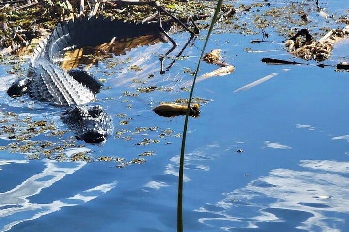 Central Florida's Airboat Rides
