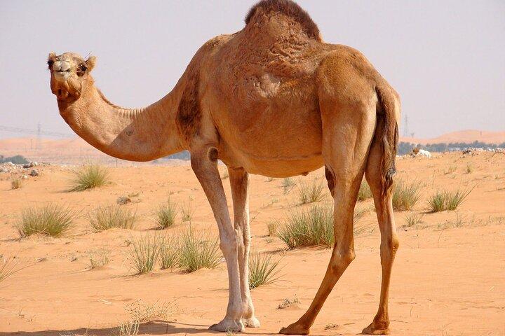 Dubai Vormittag 4 Stunden Safari Sharing Jeep Sand Boarding & Camle Ride