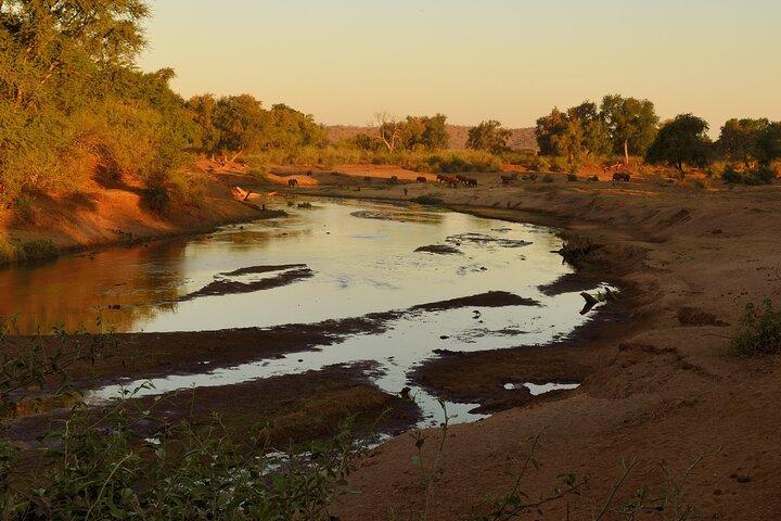 Visite privée d'une journée complète dans le parc national Kruger