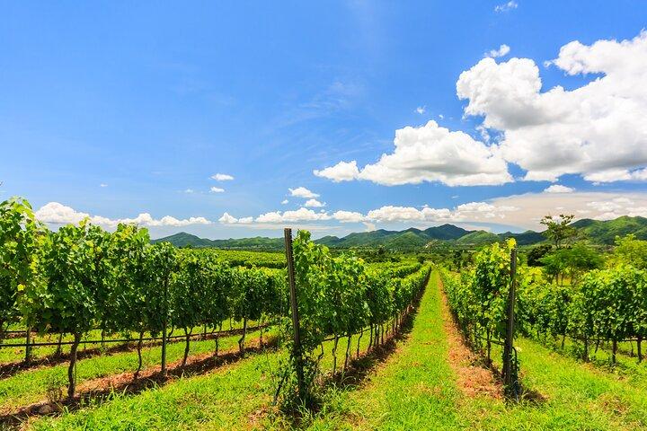 Halve dag privé Monsoon Valley Vineyard-wijntour vanuit Hua Hin