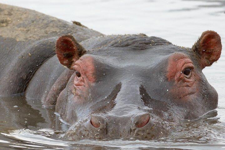 6 dagars gorillavandring med Queen Elizabeth National Park