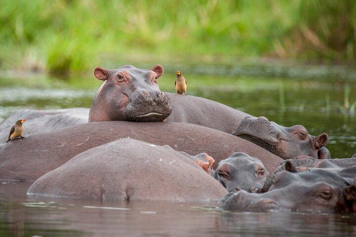 6 dagars gorillavandring med Queen Elizabeth National Park