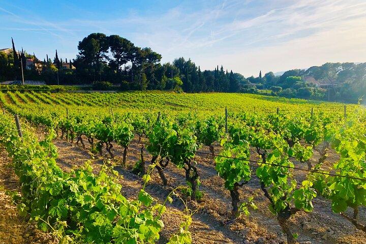 Provenza, vigneti e campi di lavanda Gita privata di un giorno