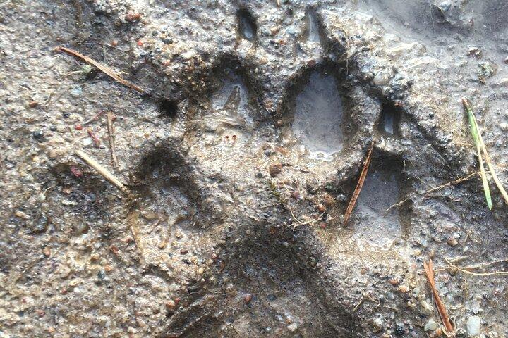 Rastreamento de lobos e vida selvagem na Suécia
