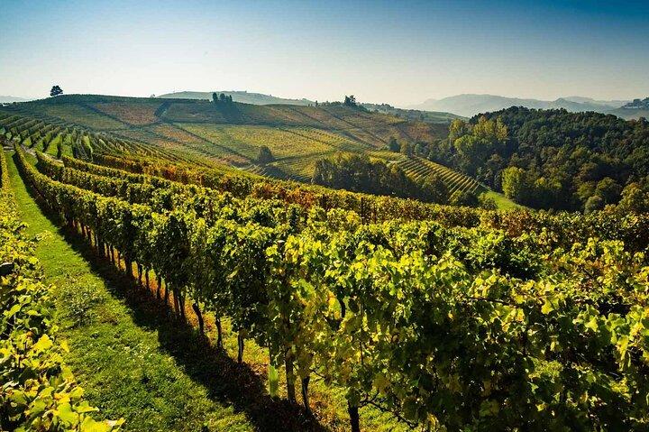 Dégustation de vin et d'huile d'olive Valpolicella avec déjeuner de Vérone