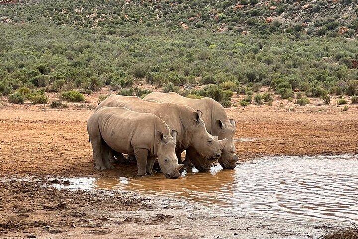 Au départ du Cap : Big Five Safari Tour