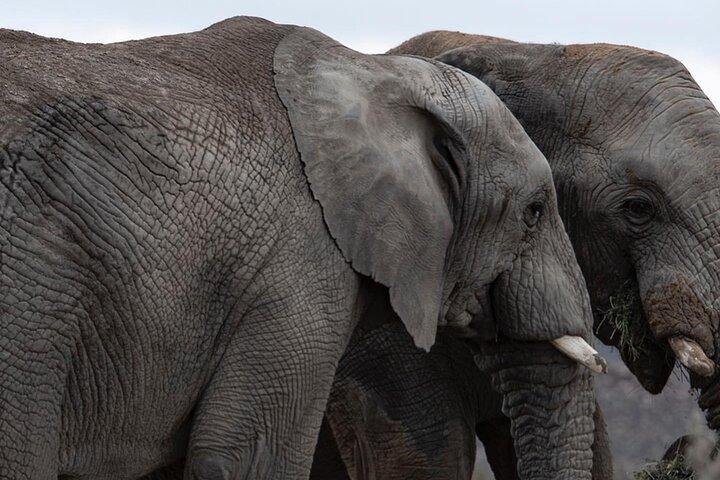 Au départ du Cap : Big Five Safari Tour