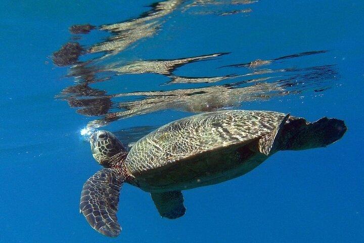 カウアイ島プライベートグループ ウミガメとシュノーケルツアー