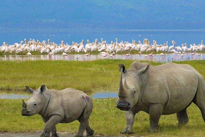 Private Tagestour zum Lake Nakuru ab Nairobi