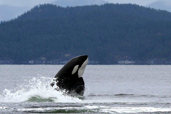 Campbell River, C.-B. : Excursion de 6 heures d'observation des baleines avec déjeuner inclus