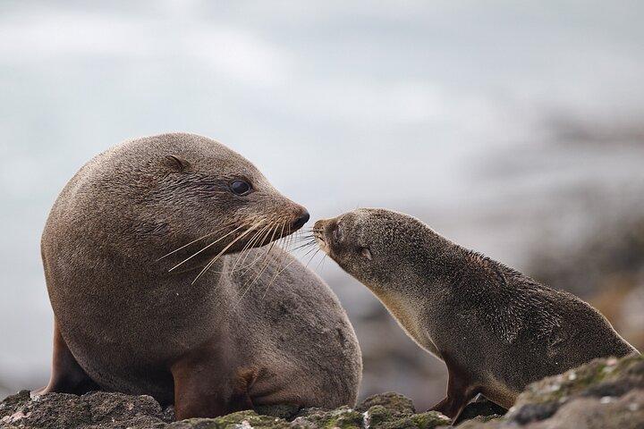 Clearwater Wildlife Tours (piccolo gruppo 10max) Penisola di Otago