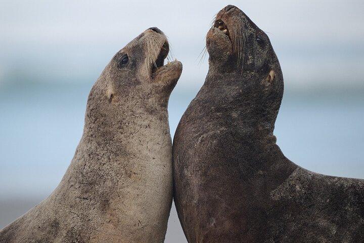 Clearwater Wildlife Tours (piccolo gruppo 10max) Penisola di Otago