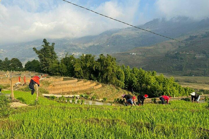 De Ha Noi: 3 dias e 2 noites Sapa Trek com um guia local