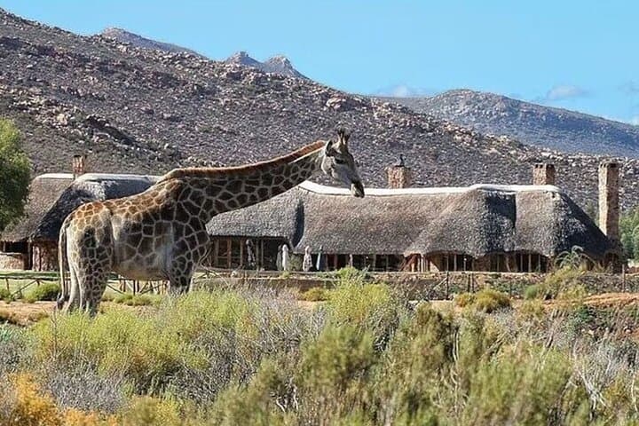 Aquila Big 5 Safari and Wine Tasting Day Tour – From Cape Town