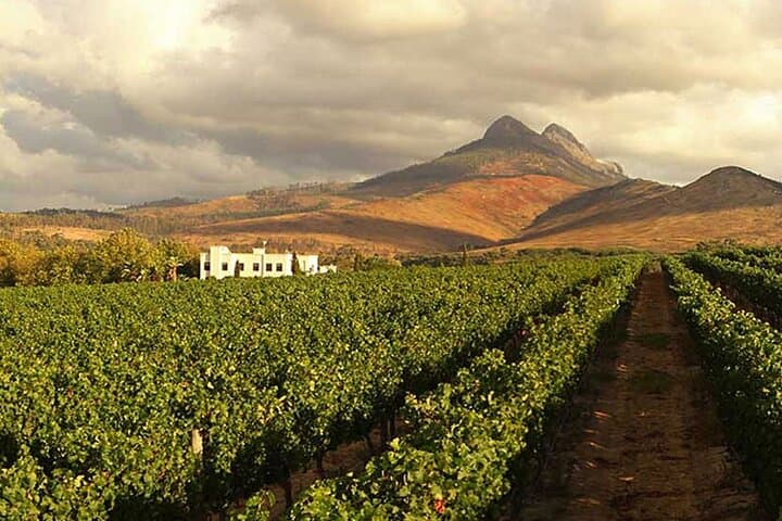 Cape Town Giraffe House, Cheetah Encounter and Wine Tasting Tour