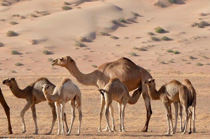 4WD de luxo Sunset Desert Safari - Quartier vazio
