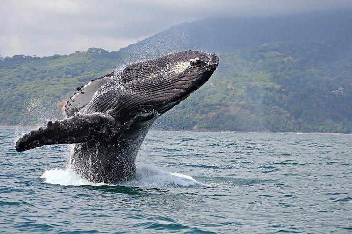 2 - Hour Oahu Whale Watch from Ala Wai Harbor, Waikiki