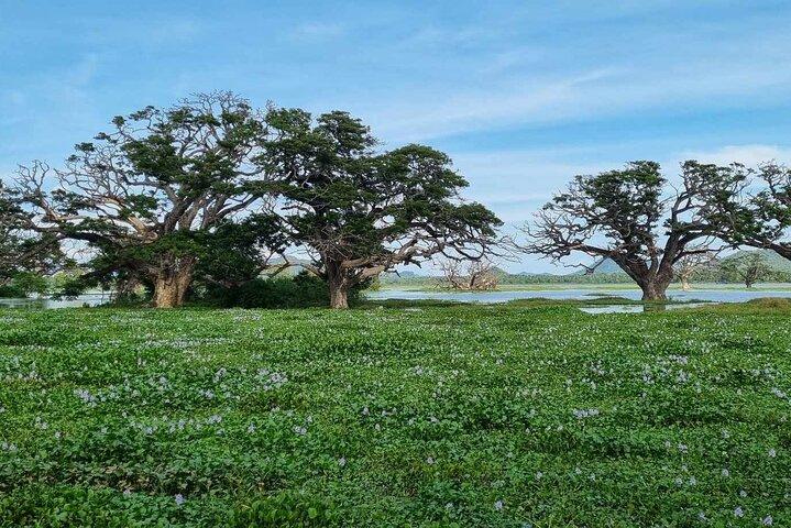 Safari Yala da Galle / Unawatuna / Waligama / MIrissa / Matara