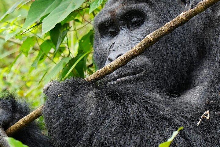 3 dages Gorilla Trekking Safari til Bwindi Impenetrable NP Uganda
