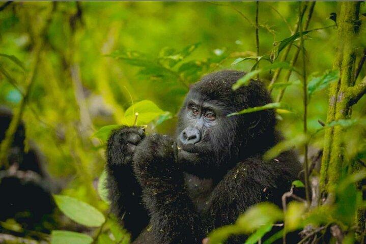 3 dages Gorilla Trekking Safari til Bwindi Impenetrable NP Uganda