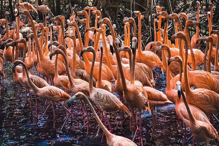 National Aviary & Mambo Beach Club Baru - Playa Blanca