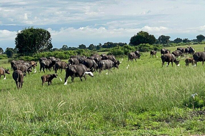 7-dagars djurlivstur, Mount Bisoke-vandring och gorillavandring