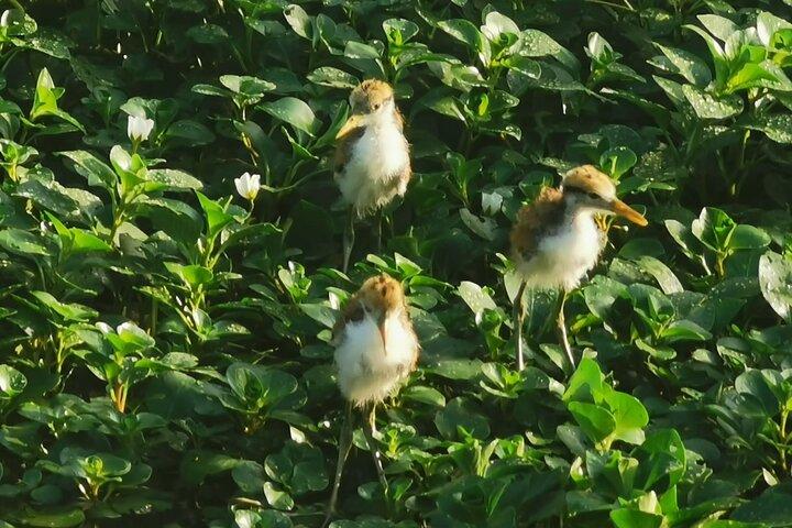 Small Group Tortuguero National Park Canoe Tour