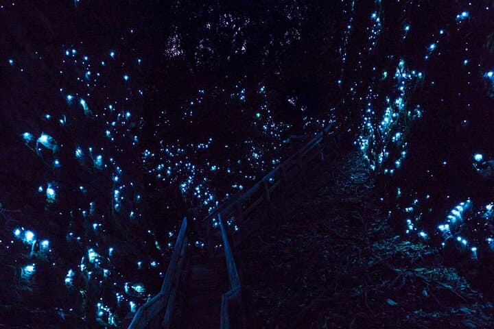 Waitomo Glowworm Caves In a Private Small Group Tour-Auckland.