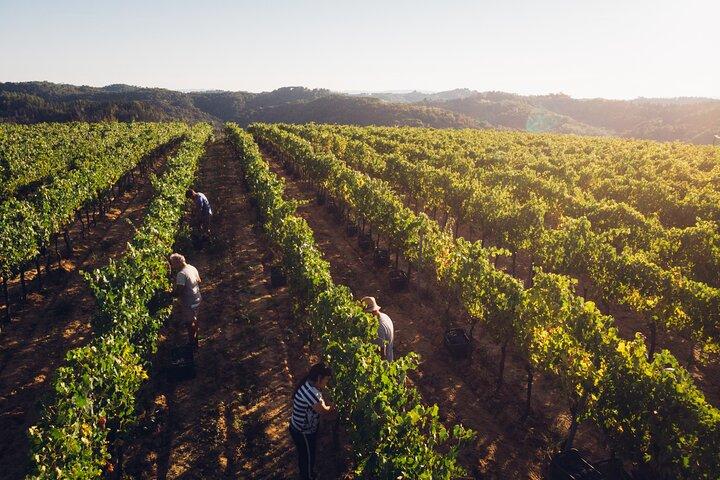 Visite des vins biologiques de Toscane dans une cave familiale