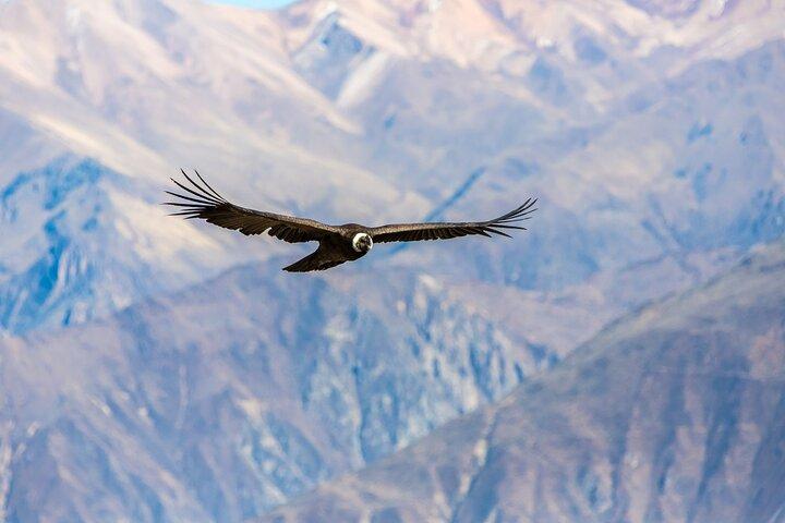Arequipa: Colca Canyon fuld dag - slutter i Puno