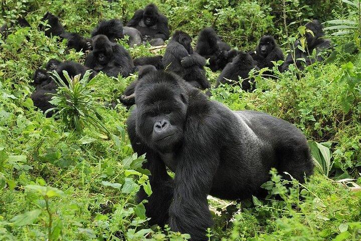 5 Tage Gorilla und Schimpansen Trekking in Uganda
