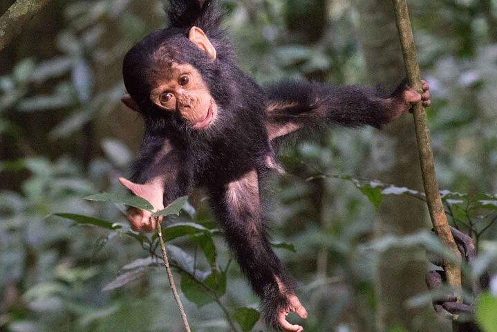 5 Tage Gorilla und Schimpansen Trekking in Uganda