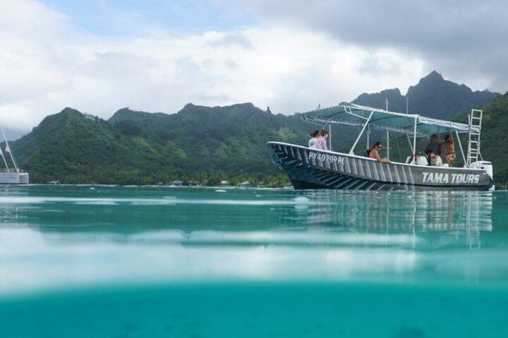 Encuentro de medio día con ballenas jorobadas en Moorea