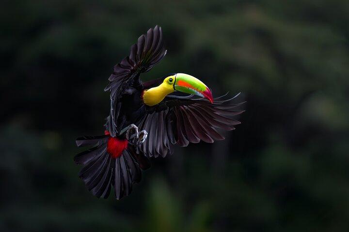 Observation des oiseaux dans la forêt nuageuse de Monteverde
