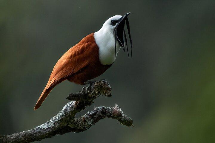 Observation des oiseaux dans la forêt nuageuse de Monteverde