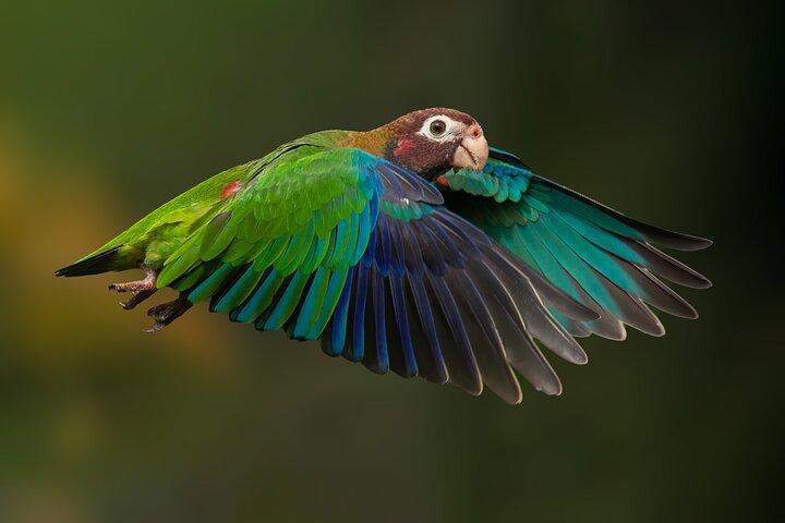Observation des oiseaux dans la forêt nuageuse de Monteverde
