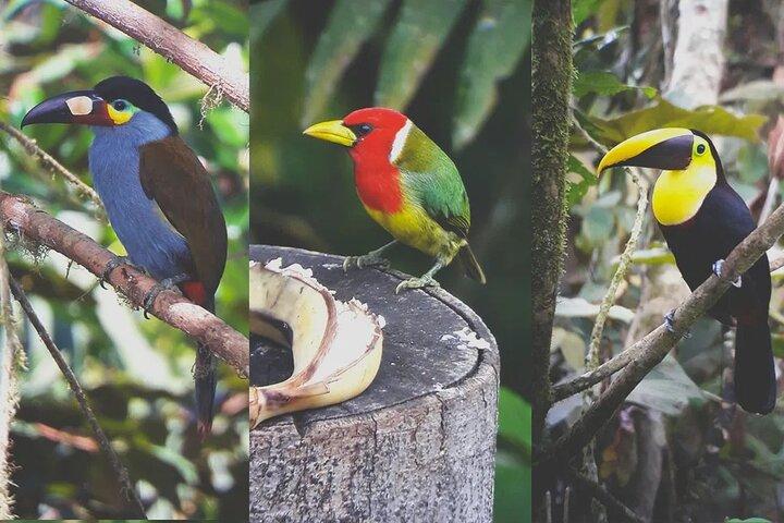 Excursión PRIVADA Mindo Cloud Forest: Aves, Chocolate, Naturaleza