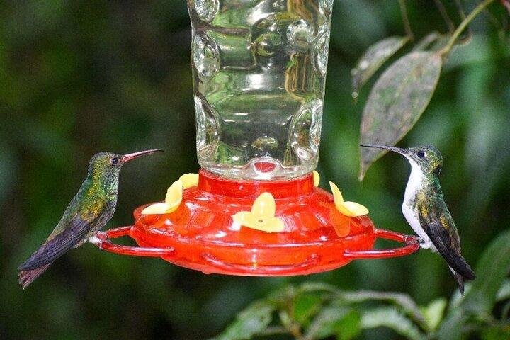 Excursión PRIVADA Mindo Cloud Forest: Aves, Chocolate, Naturaleza