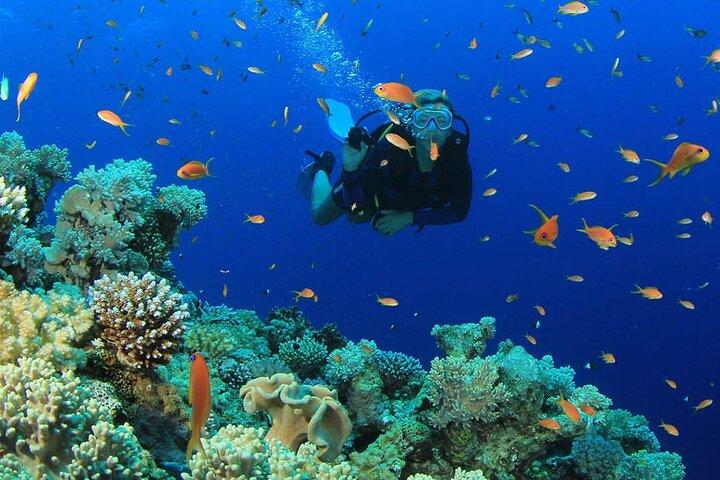 Scuba Diving Tour med frokost i Alanya
