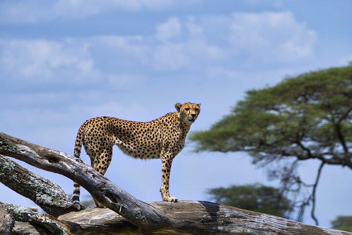 7 dages safaritur til det nordlige Tanzanias nationalpark