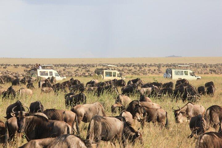 7 dages safaritur til det nordlige Tanzanias nationalpark