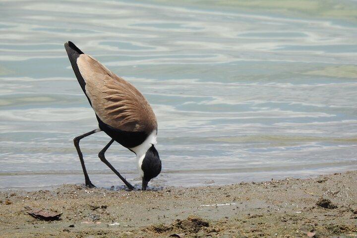 7 Days Private Tanzania Safari with Mid Range Lodges or Camps