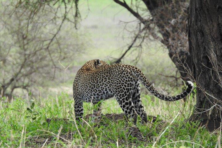 7 Days Private Tanzania Safari with Mid Range Lodges or Camps