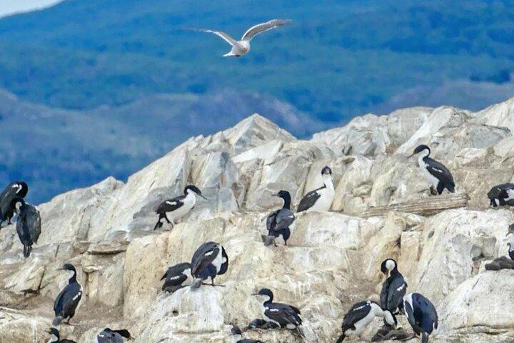 Excursão pelo Canal Beagle até Isla de Lobos e Pinguinera